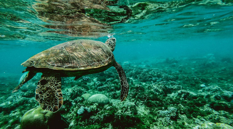 Giant tortoise who helped save species retires in Galapagos Islands