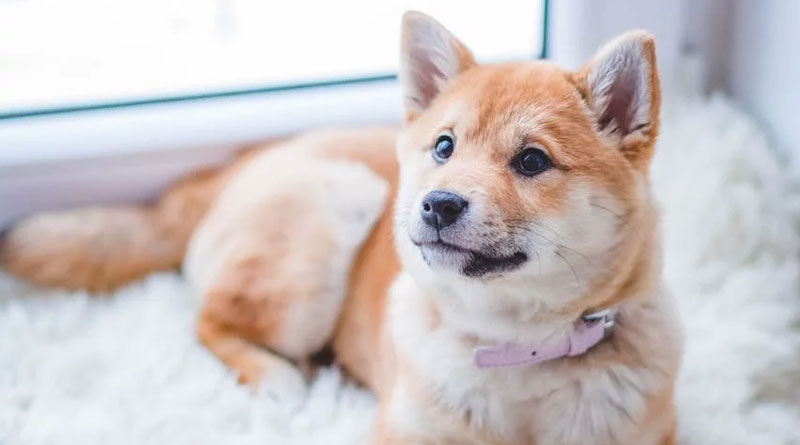 Woman who founded sanctuary for animals accused in their deaths