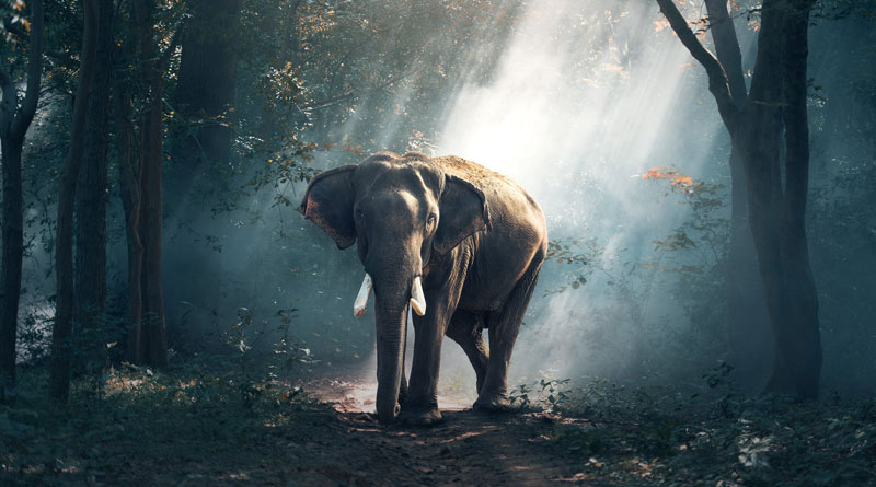 Moonlight shapes how some animals move, grow and even sing