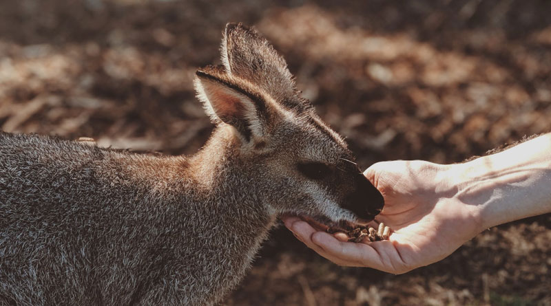 60 Hours On Burning Kangaroo Island