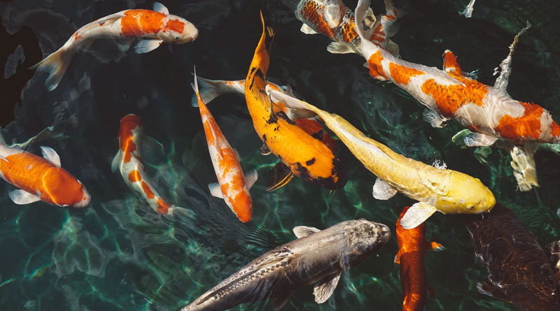 A 50-million-year-old fossil captures a swimming school of fish